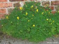 Gele helmbloem